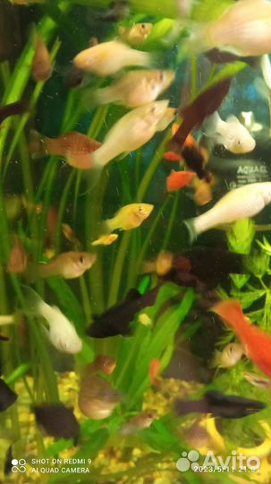 Меченосец,моллинезии