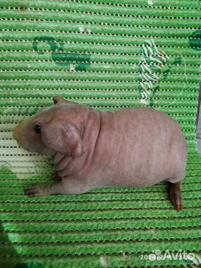 Морские свинки Тедди. Малютки