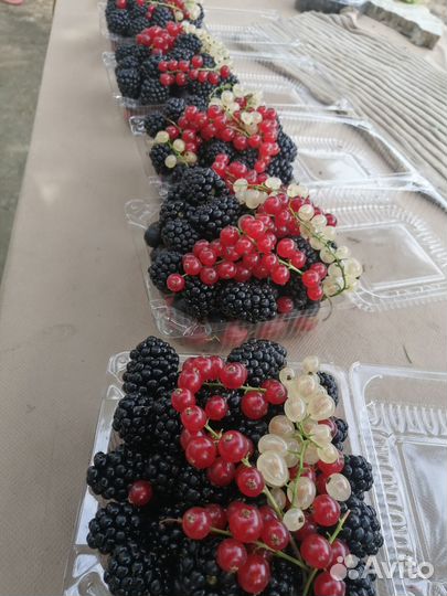 Черная смородина ягода свежая