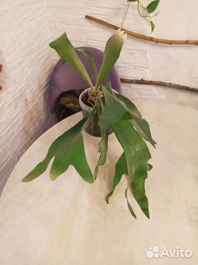 Папоротник платицериум бифуркатум