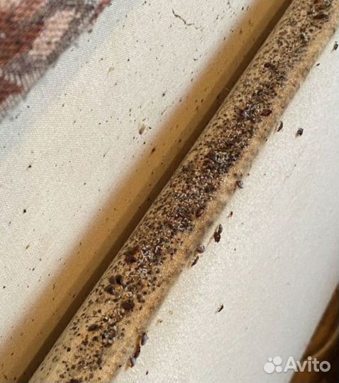 Дезинсекция от тараканов и клопов с гарантией