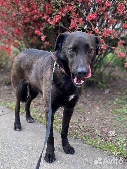 Черныш ищет дом