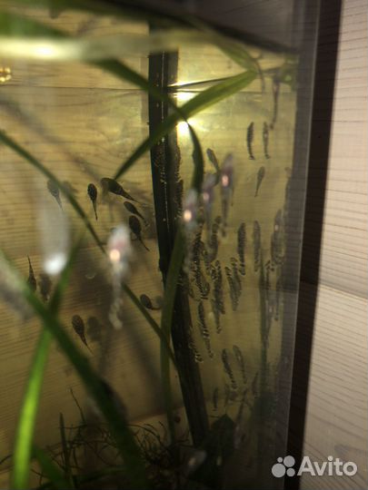 Сомик анцитрус малек