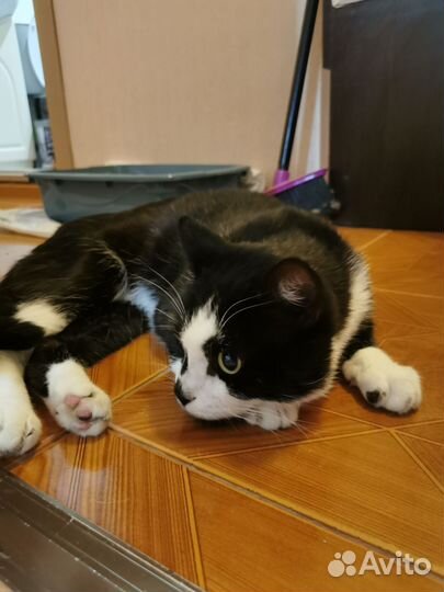 Котик Гуляш 1 год ищет дом