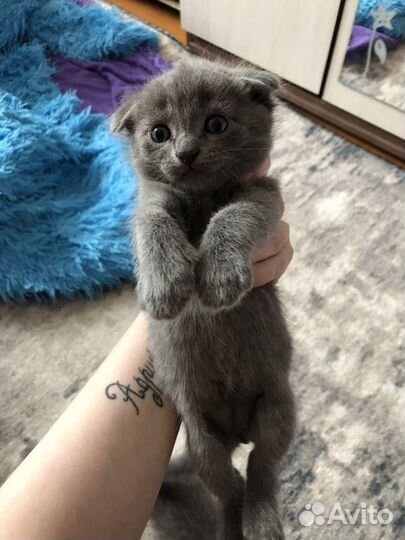 Котята британцы серые