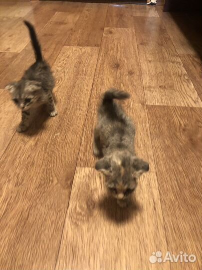Отдам двух кошечек в хорошие руки