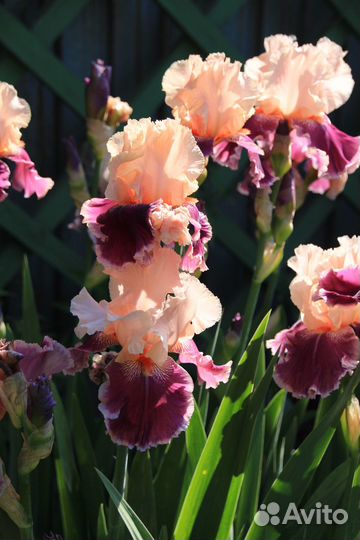 Ирис бородатый 