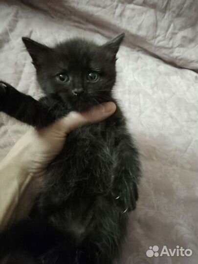 Плюшевые котята в дар