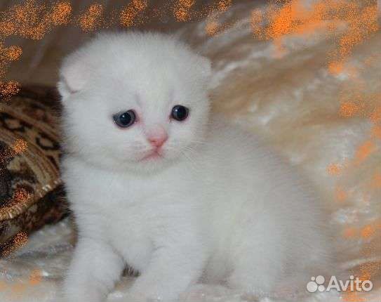 Шотландский эксклюзив