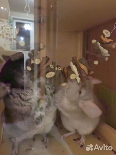 Игрушка-погрызушка для грызунов и птиц