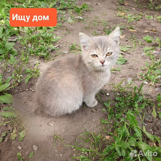 Отдам в добрые руки
