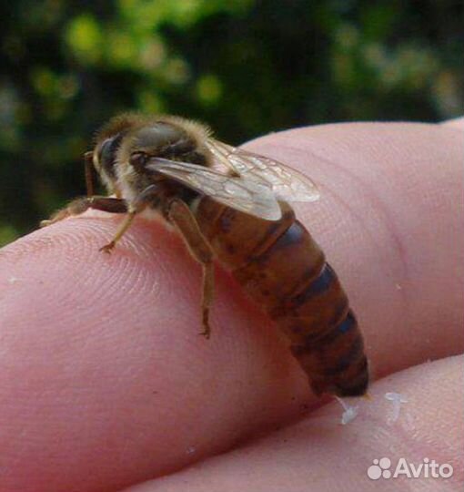 Пчеломатки