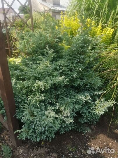 Кипарисовик горохоплодный