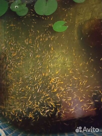 Малек карпа кои