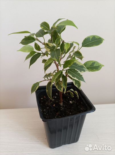 Фикус бенджамина пестролистный Кинки