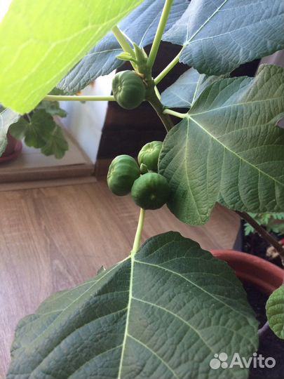 Муррайя и комнатные, садовые растения