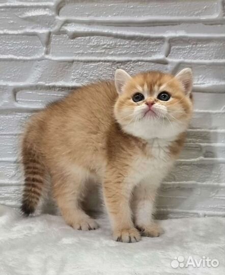 Британочка в золотой шубке