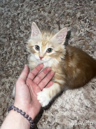 Котенок 2 месяца (мальчик)