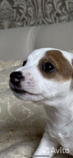 Джек Рассел терьер