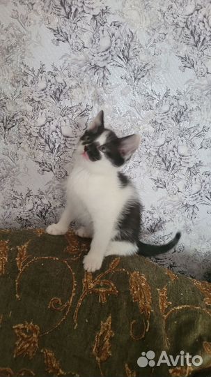 Отдам котенка девочку в добрые руки