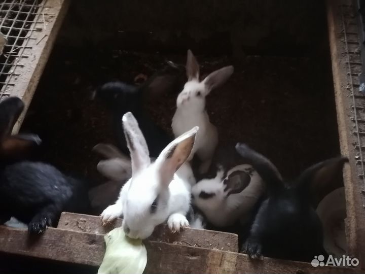 Кролики мясных пород