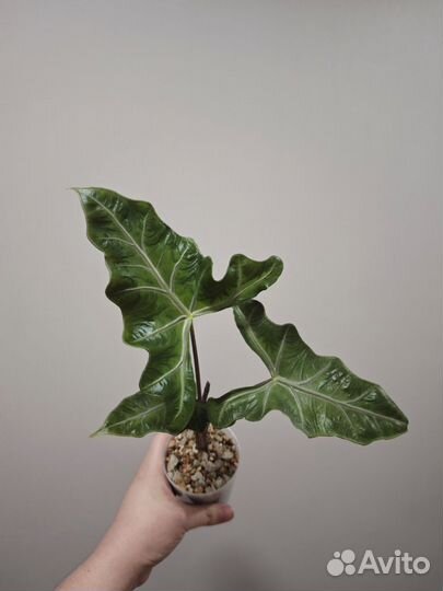 Алоказия Лейла (Laylah)