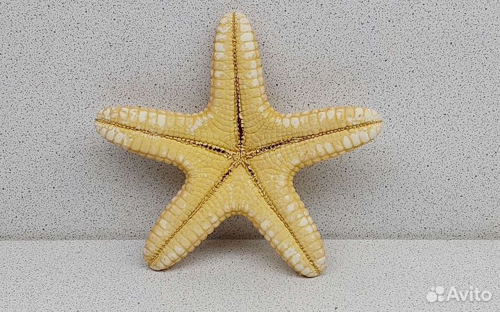 Звезда филиппинская 11,1 морской сувенир подарок