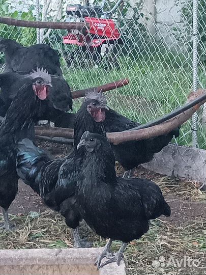 Петухи Ухейилюй на племя