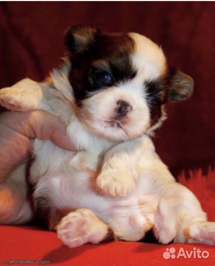Ши-тцу кукольные щеночки мини, микро и стандарт