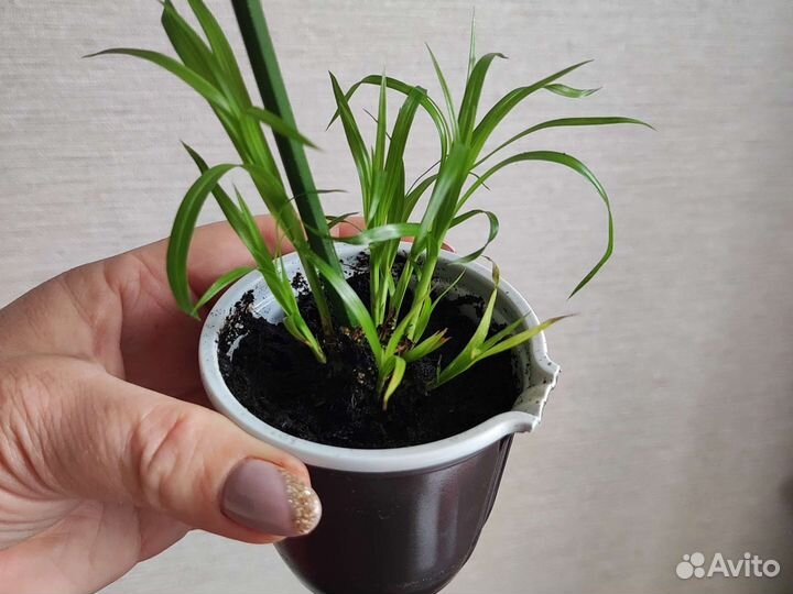 Циперус папирус