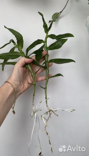 Дендробиум Нобиле