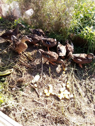 Подсадные утки