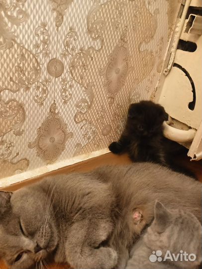 Шотландская вислоухая