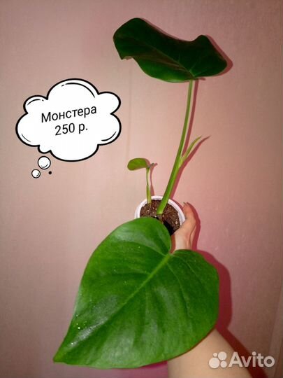 Фикусы, Монстера, Кротон