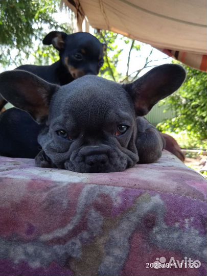 Чикибамбони