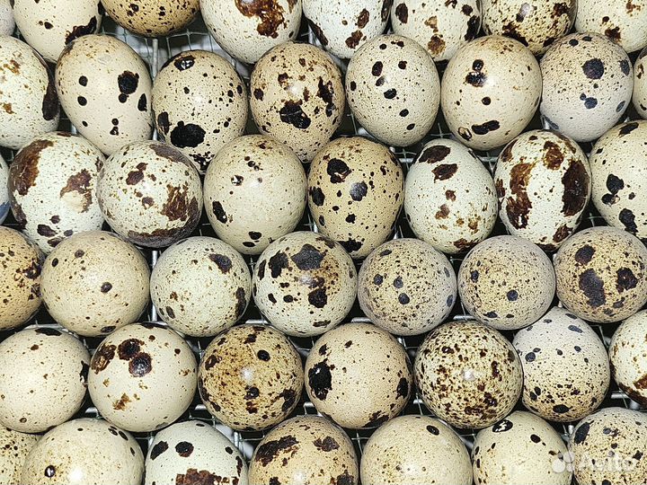 Инкубационное яйцо перепела