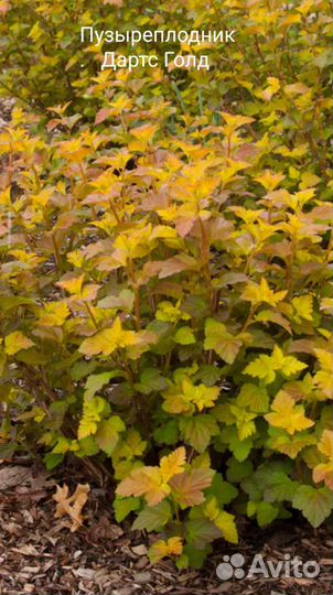 Пузыреплодники