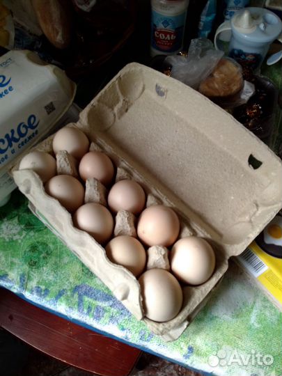 Домашние куриные яйца