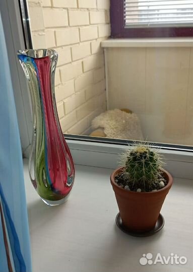 Большой круглый кактус