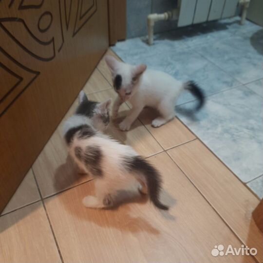 Отдаю котят в хорошие руки