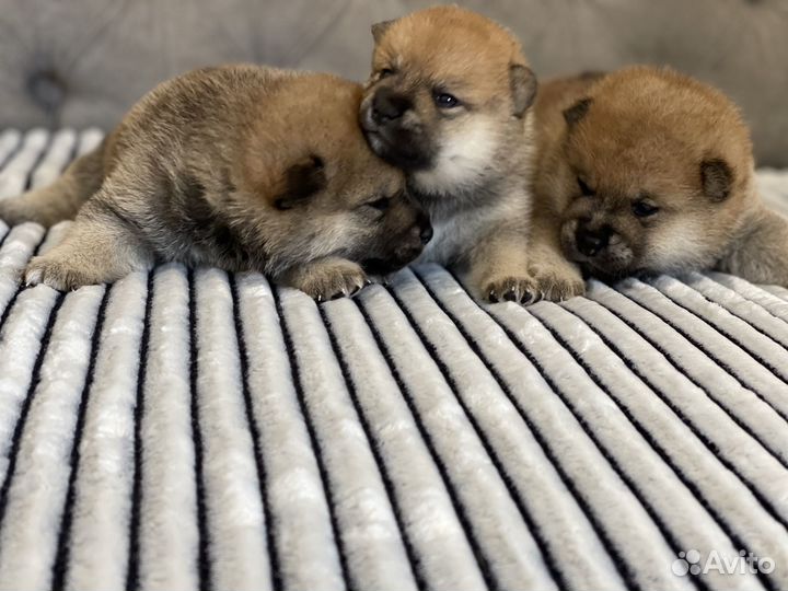 Щенки Сиба Ину