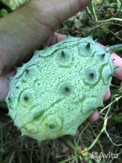 Кивано (зеленый дракон)