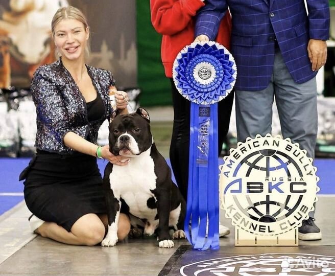 Американский булли вязка