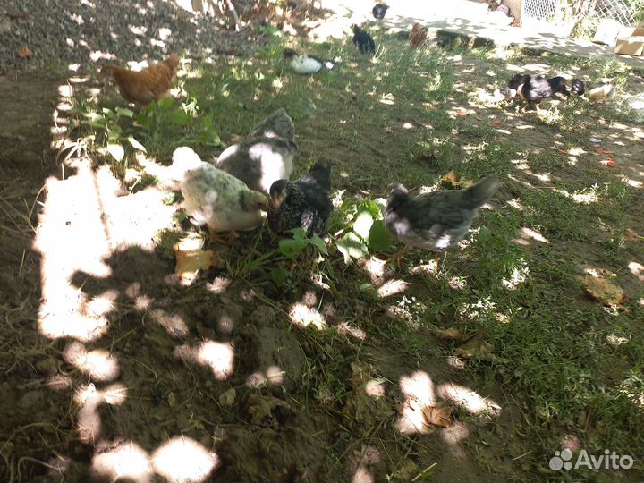 Цыплята несушки подрощенные