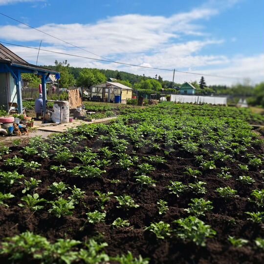 Дача в амурском