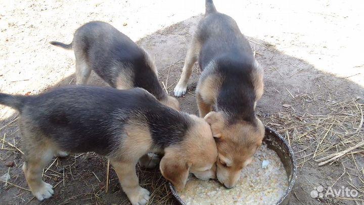 Щенки русской гончей