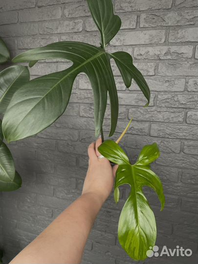 Филодендрон магическая маска