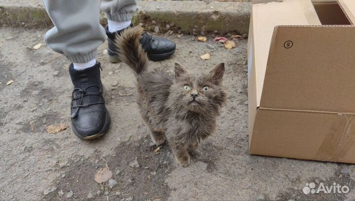 Отдам котенка в добрые руки