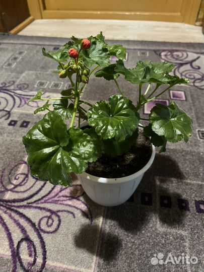 Пеларгония