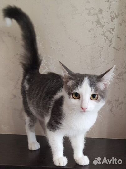 Кошка в дар бесплатно